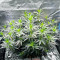Keepers OG Autoflower feminisierte Samen (Seedkeepers)