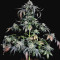 Kush Mintz feminisiertes Saatgut (Barney's Farm)