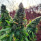 Marula Fruit regular (RQS) Cannabis-Samen