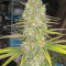Monster Gelato (Monster Genetics) Cannabis-Samen