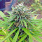 Northern Light regular (Nirvana Seeds) Cannabis-Samen