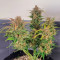 Orange Apricot Glue XL Auto feminisierte Samen (Sweet Seeds)