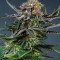 Orange Sherbert (Barney's Farm) Cannabis-Samen
