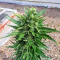 Papaya Cookies Auto feminisierte Samen (Fast Buds)