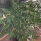 Pineapple Chunk Cannabis-Samen Kaufen