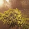 Tangie'matic Auto (Fast Buds) Cannabis-Samen zu verkaufen