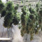 Solomatic Auto CBD (RQS) Cannabis-Samen zu verkaufen