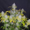 Original Auto Jack Herer (Fast Buds) Cannabis-Samen zu verkaufen