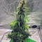 Auto White Widow Cannabis-Samen Kaufen