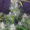 Original Auto Jack Herer (Fast Buds) Cannabis-Samen zu verkaufen