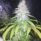 Amnesia Haze Cannabis-Samen Kaufen