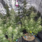 Wedding Cake (Original Sensible Seeds) Cannabis-Samen zu verkaufen