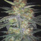 Forbidden Runtz Auto Cannabis-Samen Kaufen