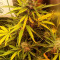 Pineapple Express Auto (Fast Buds) Cannabis-Samen zu verkaufen