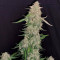 Girl Scout Cookies Autoflower (Seedstockers) Cannabis-Samen zu verkaufen