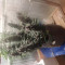 Kaufe Purple Juice Auto Samen feminisiert von Herbies Seeds