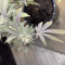 Dos Si Dos 33 (Barney's Farm) Cannabis-Samen zu verkaufen