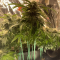 Critical Kush Cannabis-Samen Kaufen