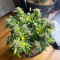 Sour Diesel Autoflower feminisierte Samen (Seedkeepers)