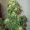 Sour Lemon OG Samen feminisiert (Emerald Triangle Seeds)