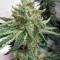 Alien Gorilla (Original Sensible Seeds) Cannabis-Samen