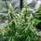 Auto Bubble Gum XXL (00 Seeds)