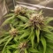 Auto Red Tropicana Cookies (Dutch Passion)