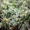 Blackberry Gum feminisierte Samen