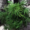 Blue Dream (BlimBurn Seeds) Cannabis-Samen