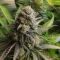 Frosted Guava (Original Sensible Seeds)
