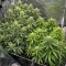 Gelato #33 Fast (Advanced Seeds)