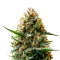 Ghost of NYC (Humboldt Seeds Organization)