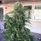 Granddaddy Purple feminisierte Samen (Blimburn Seeds)