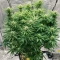 Mamba Negra / Black Mamba (BlimBurn Seeds) Cannabis-Samen