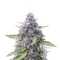 Mimosa Automatic feminisierte Samen (Royal Queen Seeds)