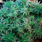 Moby Dick (Herbies USA Express)
