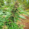Pure Kush (Original Sensible Seeds) Cannabis-Samen