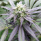 Sugar Breath (Humboldt Seeds Organization) Cannabis-Samen