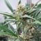 Unknown Kush Early Version (Delicious Seeds) Cannabis-Samen