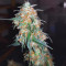 Amnesia Auto (Kera Seeds) Cannabis-Samen