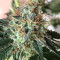 Atomic (Bomb Seeds) Cannabis-Samen