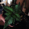 Big Bud XXL (Ministry Of Cannabis) Cannabis-Samen