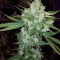 Cheese Auto (Funky Skunk Auto) (Expert Seeds)