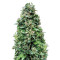 Dinamed CBD Autoflowering (Dinafem Seeds) Cannabis-Samen