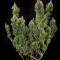 Dr. Grinspoon (Barney's Farm) Cannabis-Samen