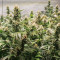 Five-O (Blackskull Seeds) Cannabis-Samen