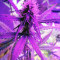 Girl Scout Cookies (Original Sensible Seeds) Cannabis-Samen
