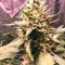 Gorilla Cookies (Big Head Seeds) Cannabis-Samen
