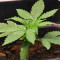 Goxuak Auto (Genehtik Seeds) Cannabis-Samen