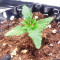Kuchi (Devils Harvest Seeds) Cannabis-Samen